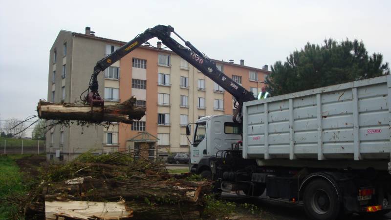 Abattage de pins maritimes le long d'une route à Cestas au sud de Bordeaux