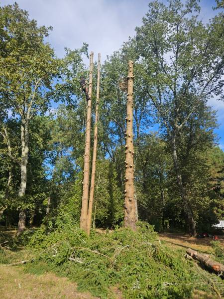 Devis pour faire tailler des grands arbres chez un particulier Cestas et environs