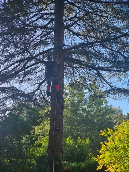 élagage d'arbres  de gros volume à Cestas proche de Bordeaux  