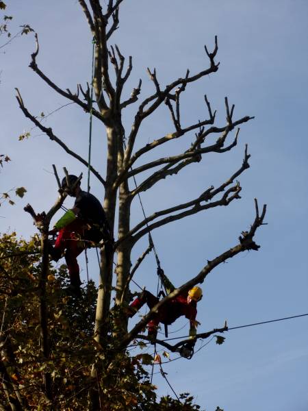 Travaux d'élagage sur la commune de Léognan près de Bordeaux en Gironde réalisé par votre paysagiste-élagueur France Espace Vert