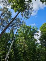 Notre zone d'activité pour ce service Entreprise experte dans l'entretien de forêt et dans le nettoyage forestier à